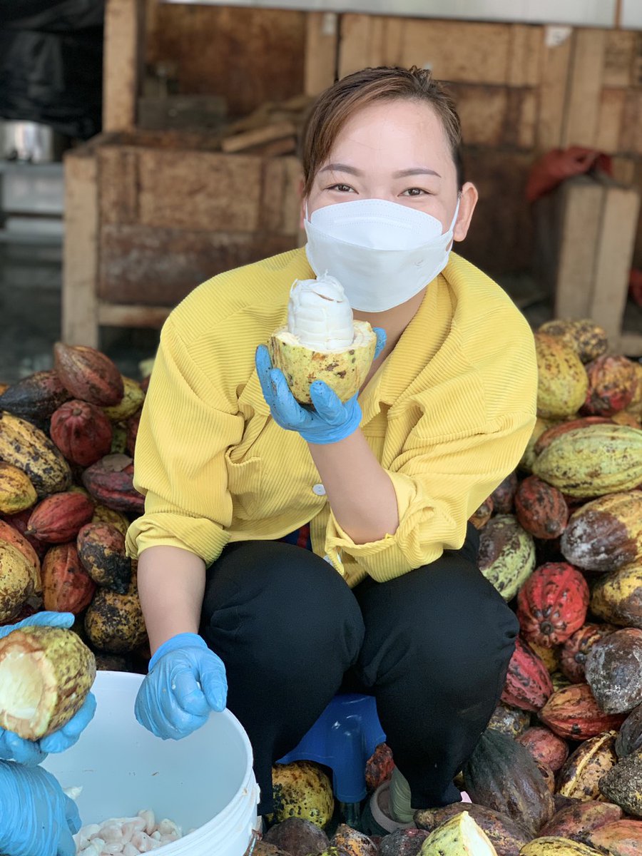 BinonCacao's tweet photo. 今日は製造部のメンバー全員で１日中カカオポッドを割る作業です。１０月は原材料（カカオ）不足で、生産計画に影響でて大変でしたが、ホッと一安心。 #cacaofarm #farmtobar #チョコレート #ベトナム https://t.co/uFFdrp01s5