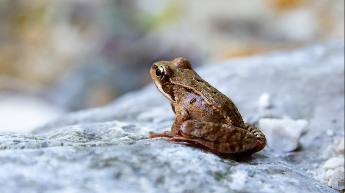 Rakennusala kiihdyttää #biodiversiteetti-toimia. Mitä kaikkea kuuluu keinovalikoimaan? Tule seuraamaan RT:n kestävän rakentamisen foorumia kello 9! Jos ilmoittautuminen unohtui, loikkaa mukaan tästä: mediaserver.fi/live/rt

#rakentavasti #kestävärakentaminen #kestävästirakentaen