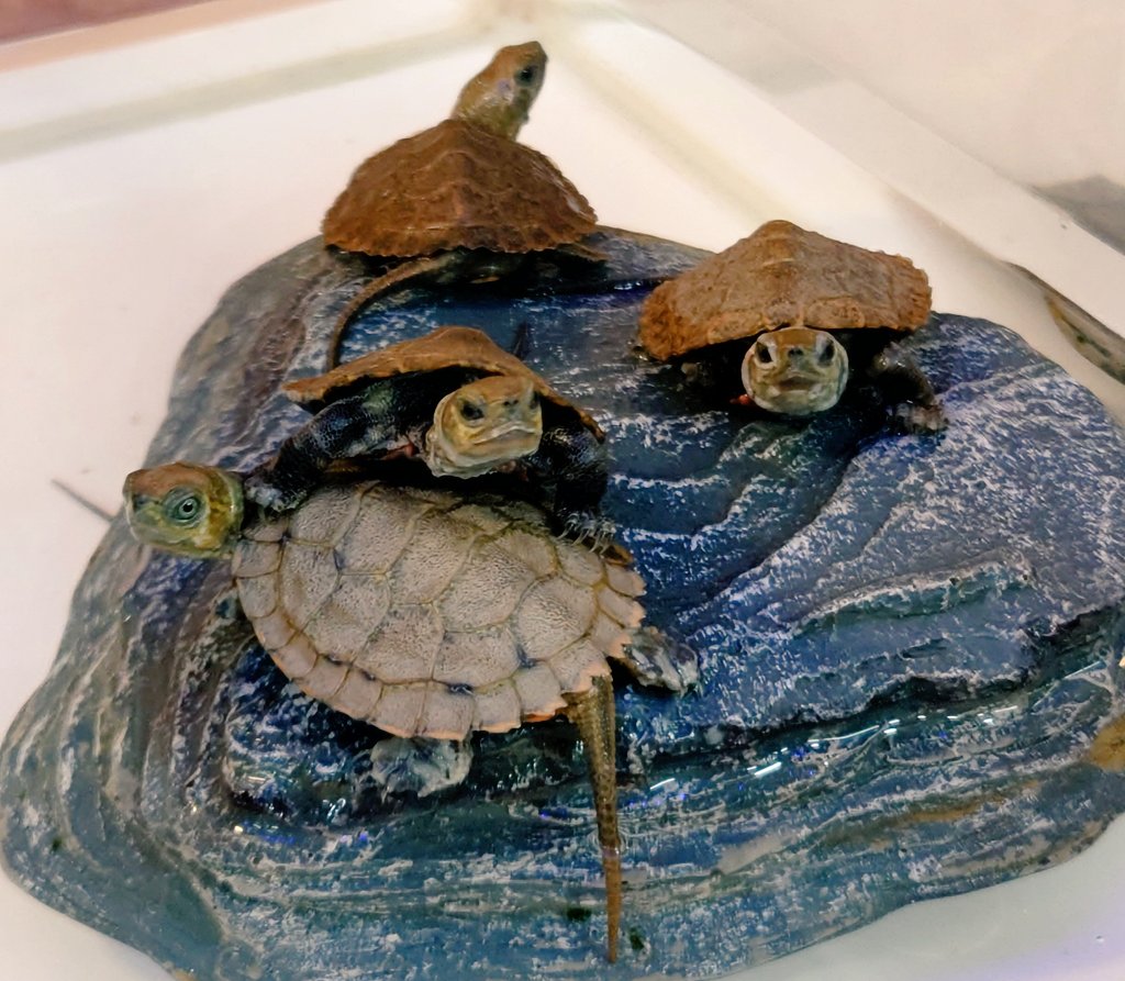 かねだい立川店 Kanedai Tckw Twitter かねだい立川店 Kanedai Tckw Twitter