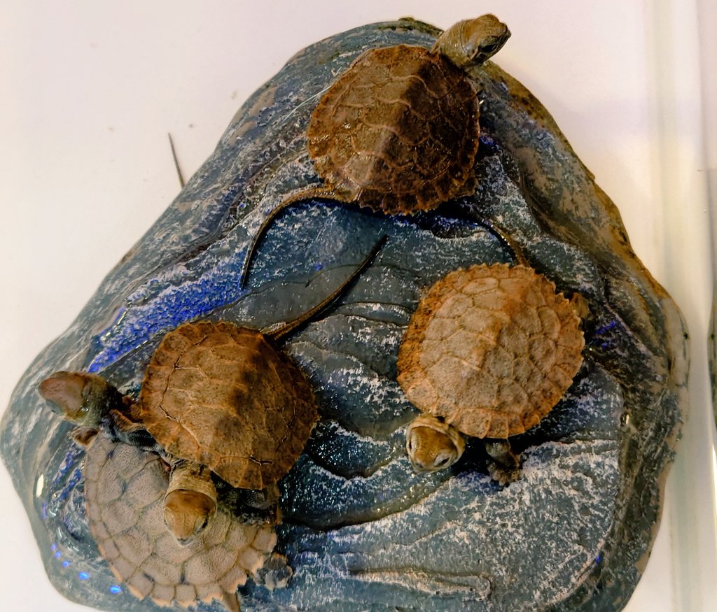 かねだい立川店 Kanedai Tckw Twitter かねだい立川店 Kanedai Tckw Twitter