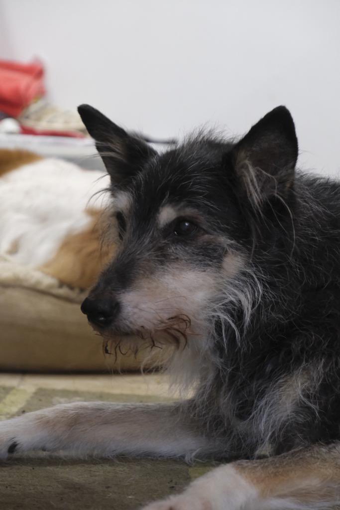 Julie Penny 🇺🇦 tweet media