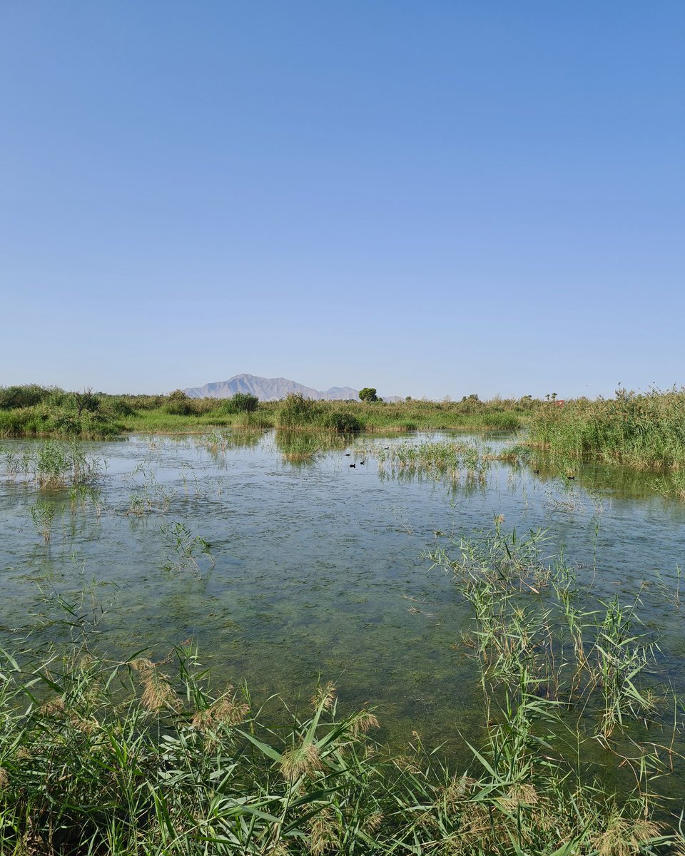 🌾 Parque Natural El Hondo 🌾 Paseo entre pasarelas y miradores 🤩 Cuida y protege este bonito rincón natural de la #CostaBlanca 🦆🦅🦜 - #Elx #Crevillent #PNHondo