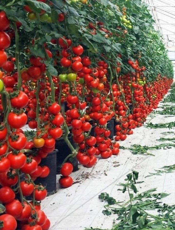 Tomatoes vertical farming🍅🍅