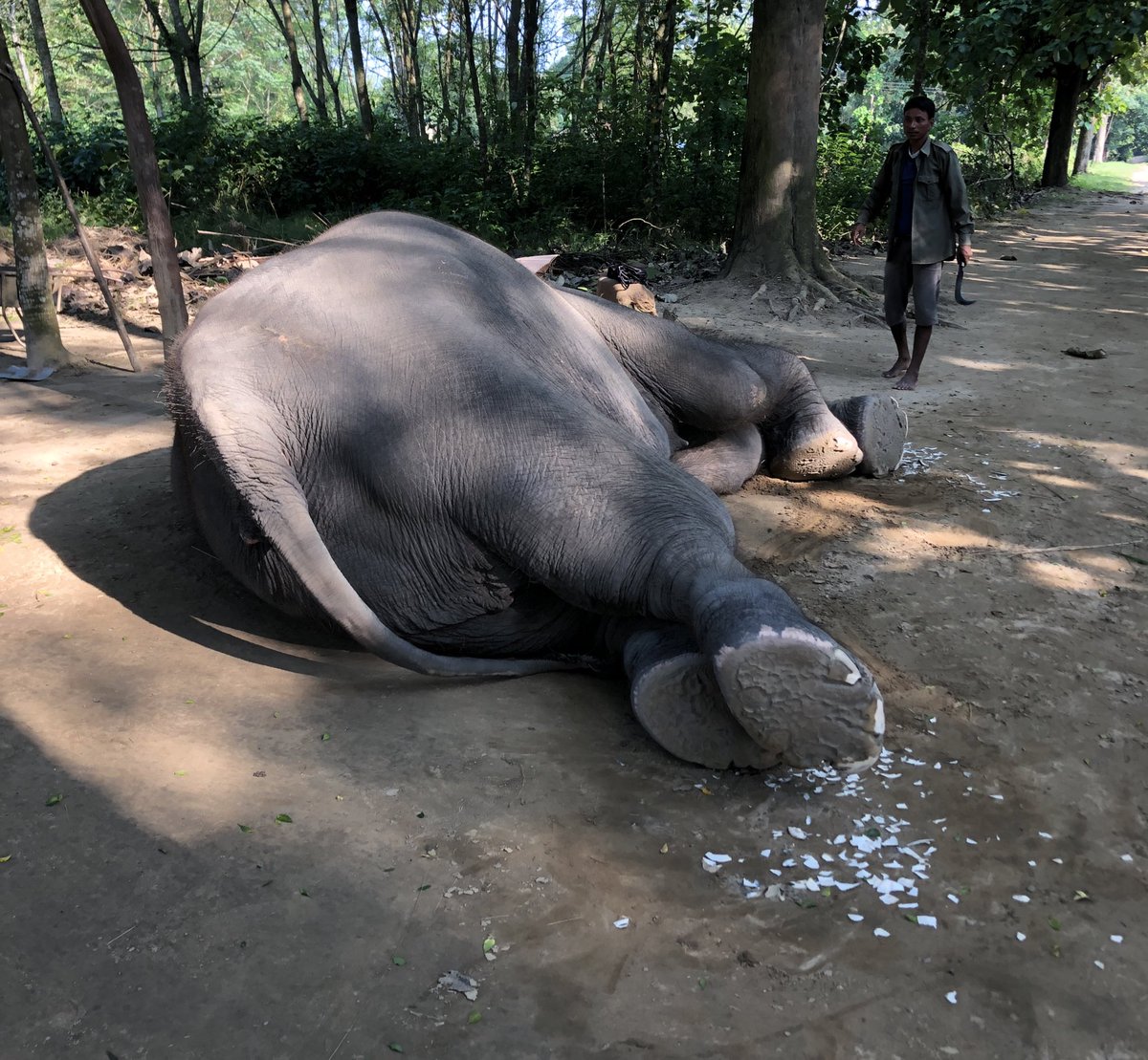 HB_Tilley's tweet photo. To the salon! Quick nail trim this afternoon @TigerTopsNepal 💅🏻🐘 #elephants #AnimalWelfare https://t.co/HFfFn5vCcy