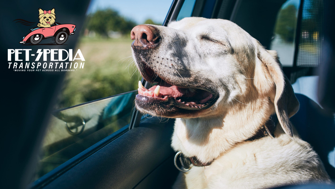 PetsPedia_'s tweet photo. If you need safe, comfortable and stress-free domestic #pet relocation services, Pet-Spedia is the name you should remember as we offer you total peace of mind while we #relocate your pet safely.

Ground &amp; air pet transportation services. https://t.co/zT2ihW5SvP #PetRelocation https://t.co/aN3gIVE0kv