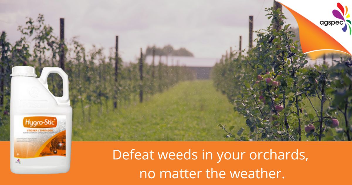 AgspecAus's tweet photo. Defeat #weeds 🌿 & grasses 🌾 in your #orchards 🍏 & #vineyards 🍇 even in wet conditions 🌧️! #Hygrostic® sticker improves #herbicide activity, lifetime, penetration & retention by 📈 rainfastness & 📉 wash-off.
Be rain ready 👉 https://t.co/IqjXkSsfah
#Agspec #rainfast https://t.co/U94FeYAfx7