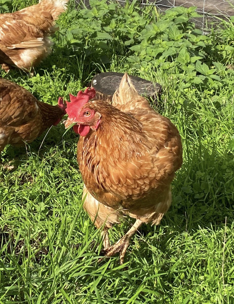 We love our new additions to the site, thank you <a href="/ChickenRescueUK/">ChickenRescueUK</a> for supplying us with these lovely girls. They have settled in so well already 🐓  The <a href="/MillieCollege/">Shaftesbury Millie College</a> students have enjoyed learning how to care for them. #learningdisabilitycollege #SEND #animaltherapy #wellbeing