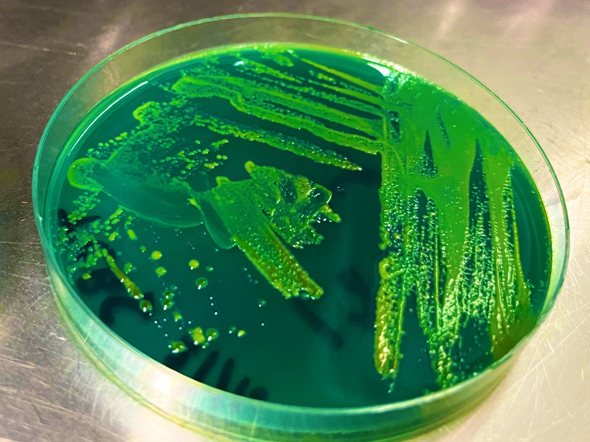 LEAF_AUB tweet media