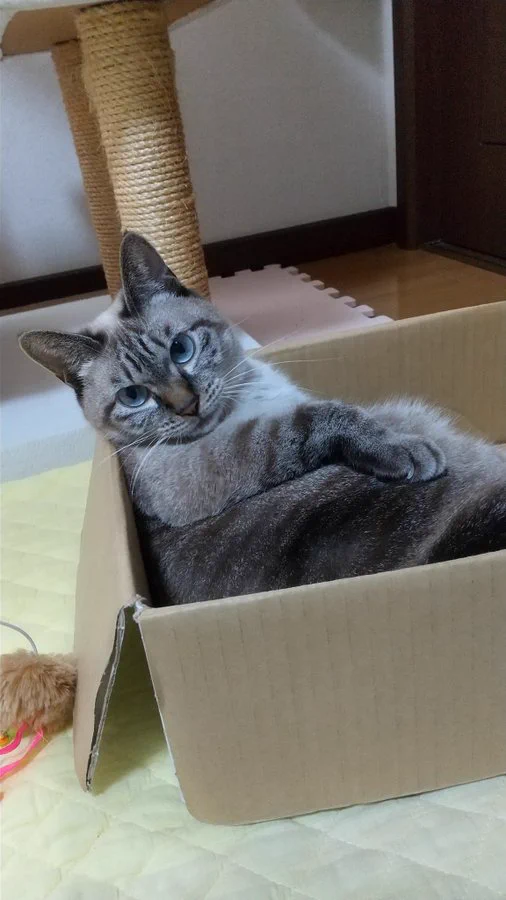 @toarutoa どうぞ🐈 