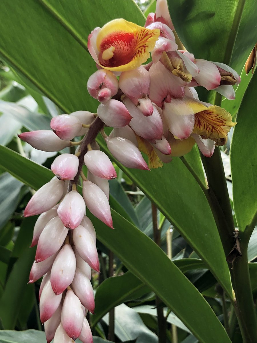 Shell Ginger coming into flower. This was taken at a Botanical gardens a few days ago. #flowers #FlowersOnFriday #flowerphotography #FlowerHunting #flower #tropicalgarden