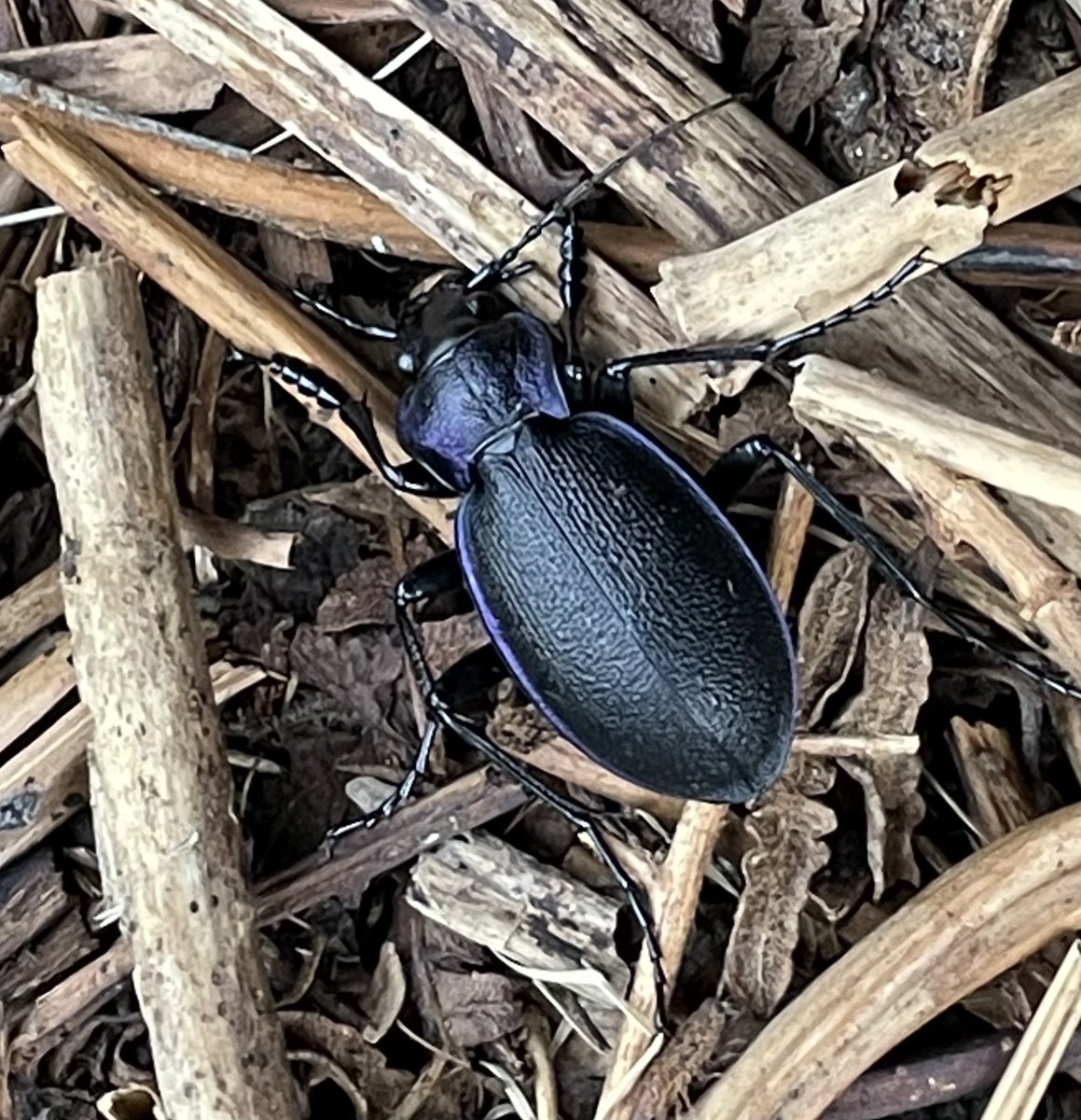 We are loving #Autumnwatch 🧡 especially the Goshawk …what a bird! We are really enjoying learning about all things small from @Lucy_Lapwing We had a violet ground beetle visit our shop this week.. absolutely stunning 😍