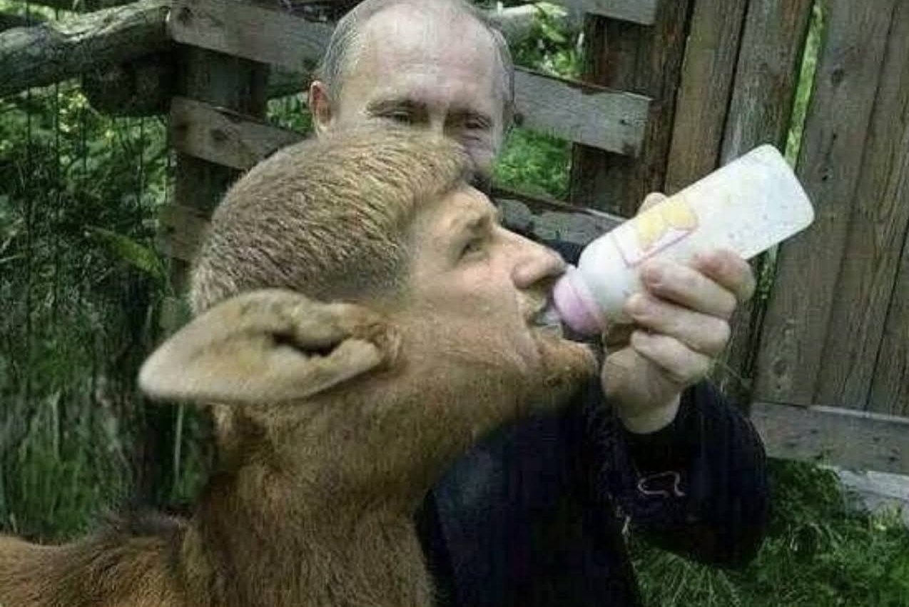 Алиев баран