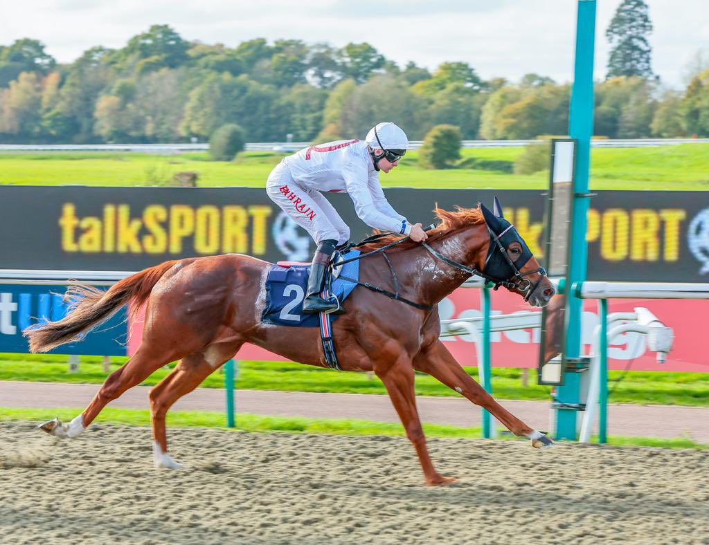 The @alwasmiyahstud, G Bailey and N Wrigley-owned ALZAHIR (FR) (Sea The Stars x Cup Cake) wins Talksport Powered By Fans EBF Novice Stakes at Lingfield. Robert Havlin rode the John & Thady Gosden trained colt to get off the mark in the 7f run for 2YOs. 📸 @racingfotos