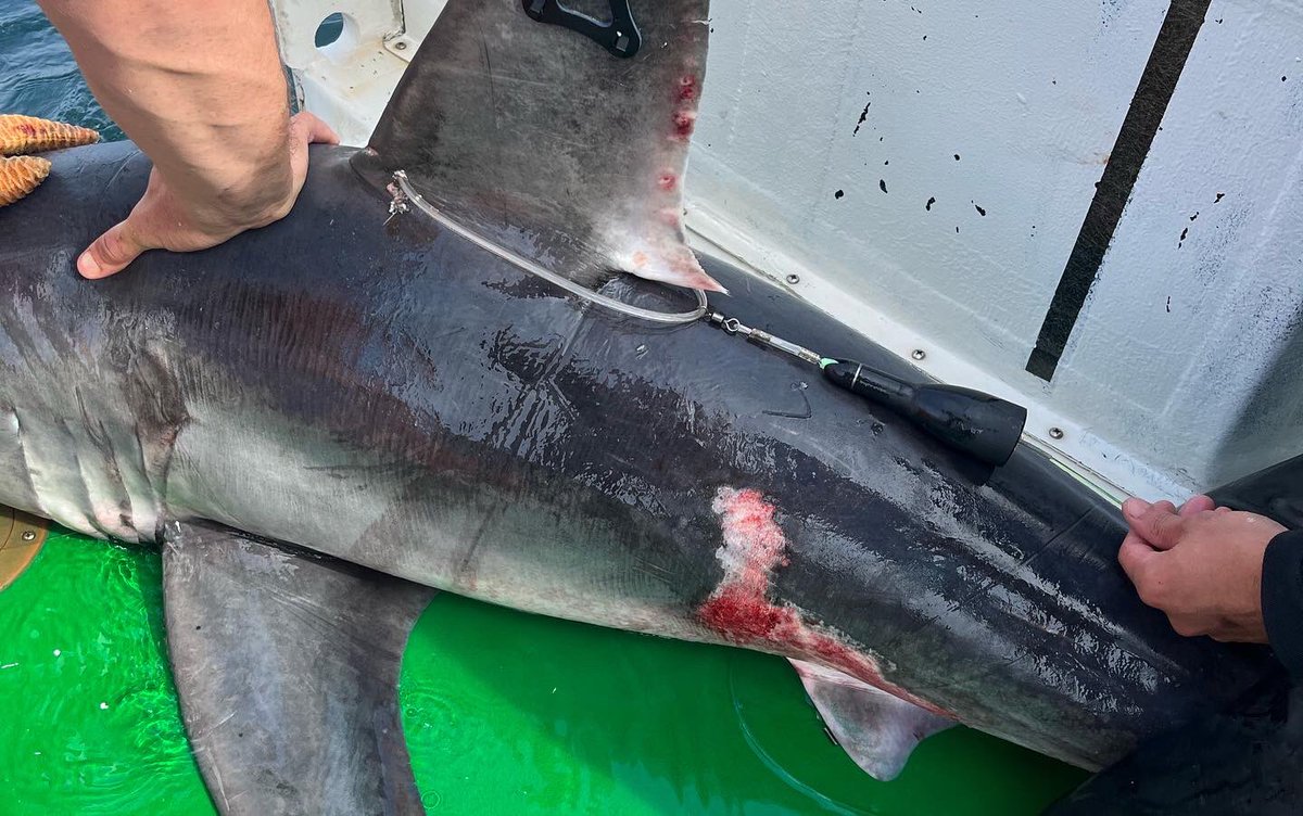 SulikowskiLab's tweet photo. Incredible end to a fantastic porbeagle trip!  13 sharks @LotekWireless   tagged and we are now tracking 6 @eimedical  pregnant sharks for @sharkbrooke dissertation!  So happy to see them swim off to give us data! More info to come! https://t.co/hwoNUH58ua