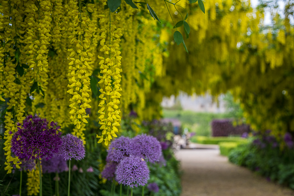 HelmsleyWalledG's tweet photo. What is a #SolsticeCountdown without thoughts of the laburnum Arch next May. If you want to hear bees getting busy , this is the place to stand. It's a little bit nearer with day 3 of the countdown. https://t.co/ZsadMsC2jC