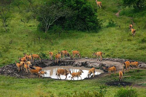 Lake mburo located 37km east of mbarara city is one of the five lakes that make up lake mburo national park. The lake is blessed with rich wildlife and it worth a visit. 📸Courtesy photos #Mbarara #Ugandauncovered