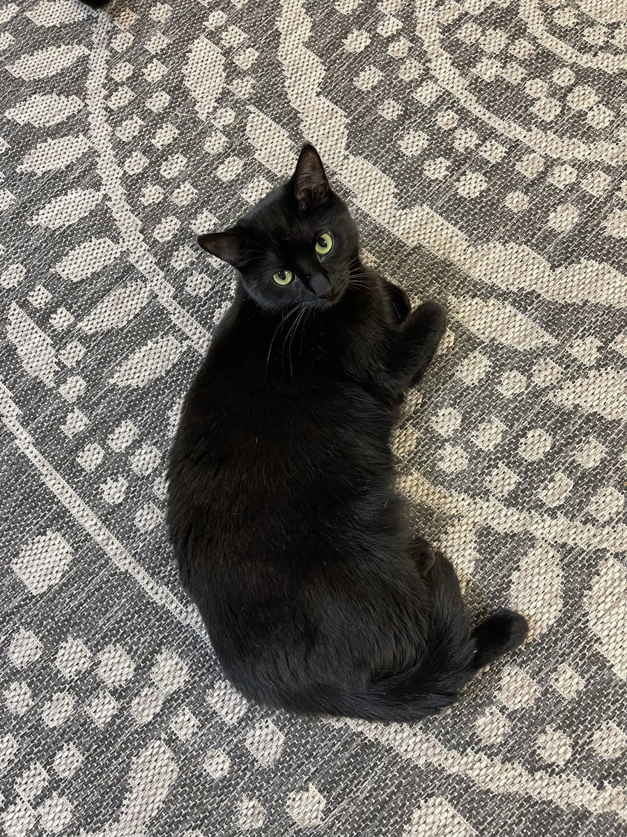 @MissyBBBobtail Happy #jellybellyfriday to you! We have lots of wonderful cats here in Kalamazoo #blackcats #CatsOfTwitter #CatsOnTwitter