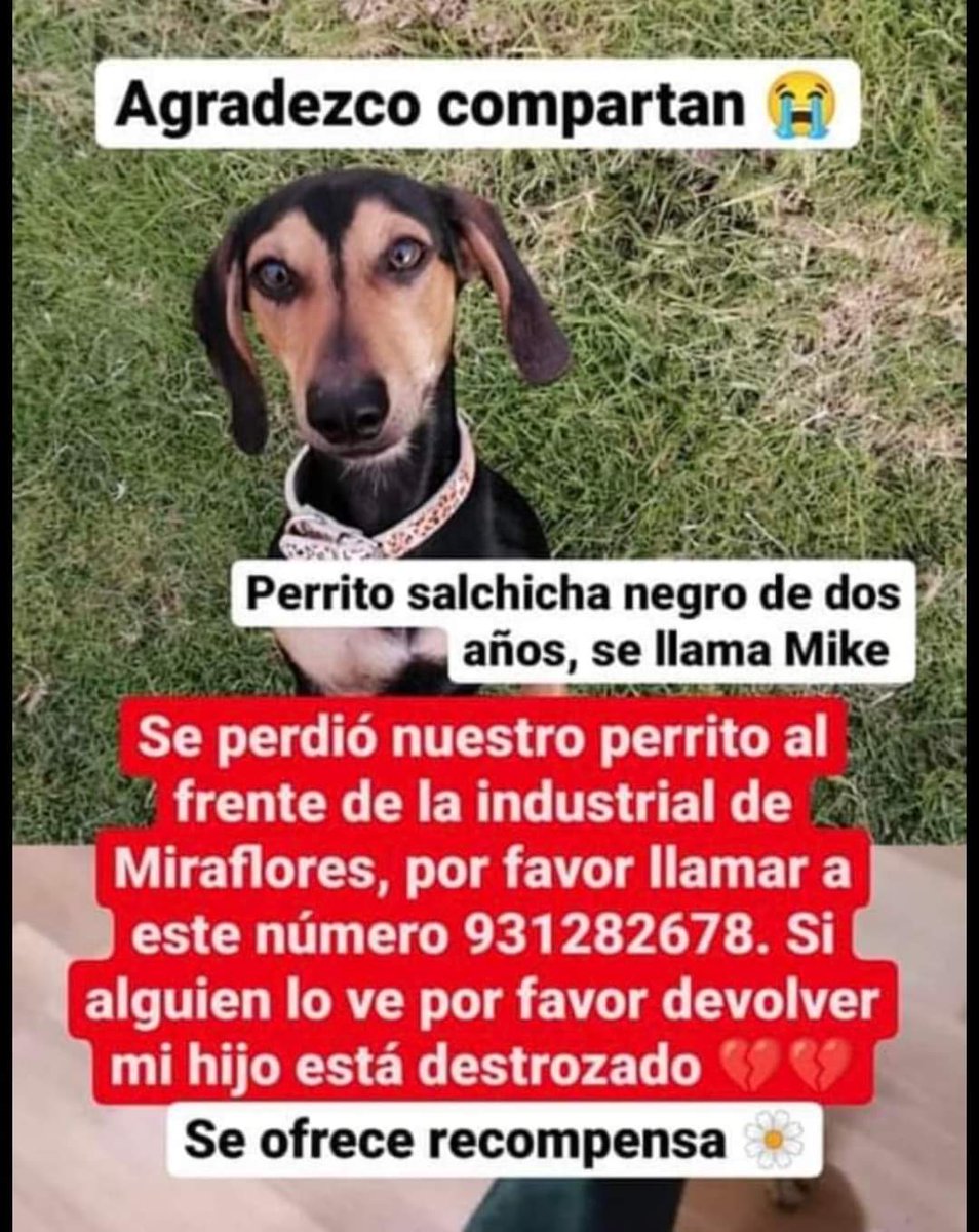 Salchichas_cl's tweet photo. ¡Buscan a Mike! RT 🙏🥺 https://t.co/rujBwnUVoc
