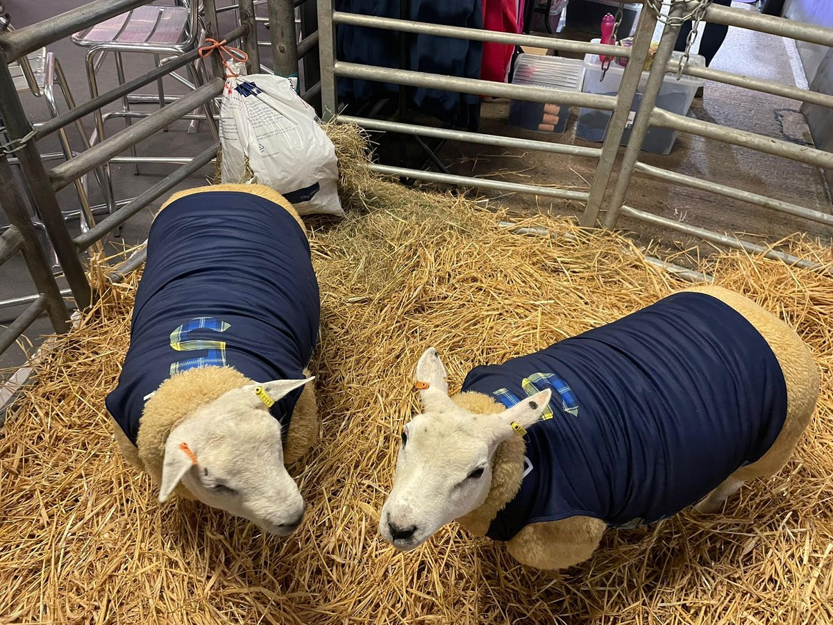 Our fundraising team are at Borderway Agri Expo today as 2 lambs belonging to @HHFarmstock are auctioned with all proceeds kindly being donated to the Foundation We think the lambs look rather fetching in their @MNDoddie5 tops - maybe a new merch range for us to consider? 🐑