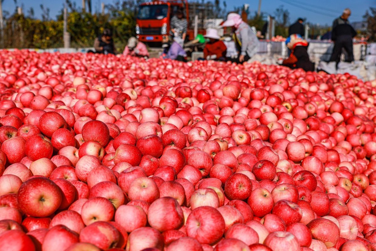 Good #Friday morning with sweet apple #harvest in #Shandong 🥳
