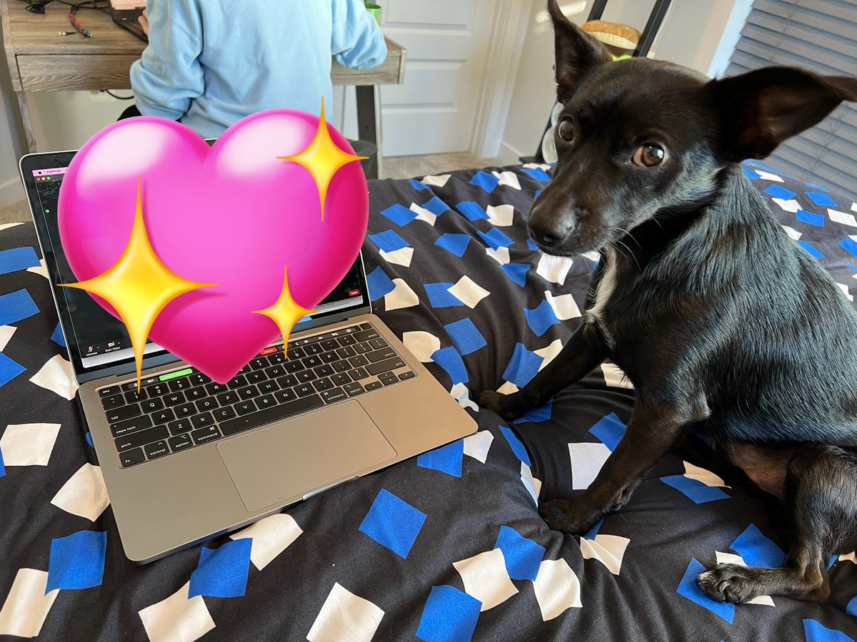 My puppy joined me in a user research session. He was too distracted and failed to take any notes. #cutedog #uxdesign #ux