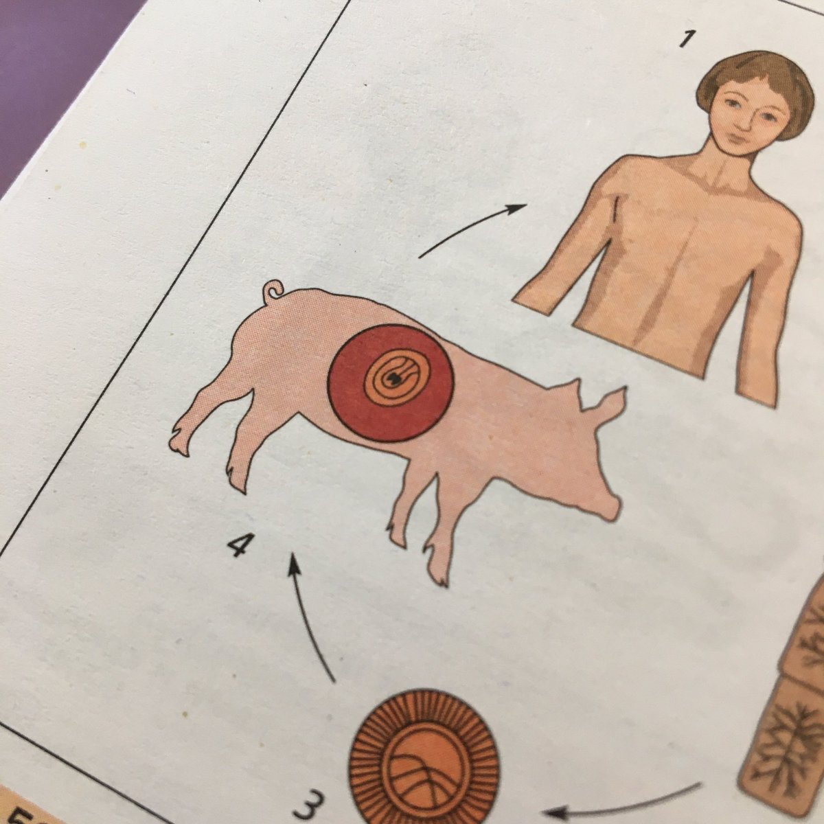 олег лсп в учебнике биологии 😱