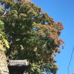 ツイートに含まれる画像