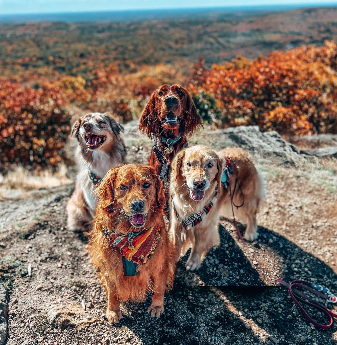 VisitMA's tweet photo. You never know what you'll find on Mount Watatic 🤩 Stunning fall views and (hopefully) an adorable crew ⛰🍂🐾 #VisitMA @VisitNCM

IG: riley_wigglebutt
📍 Ashburnham, MA https://t.co/wLBvu1DBGp