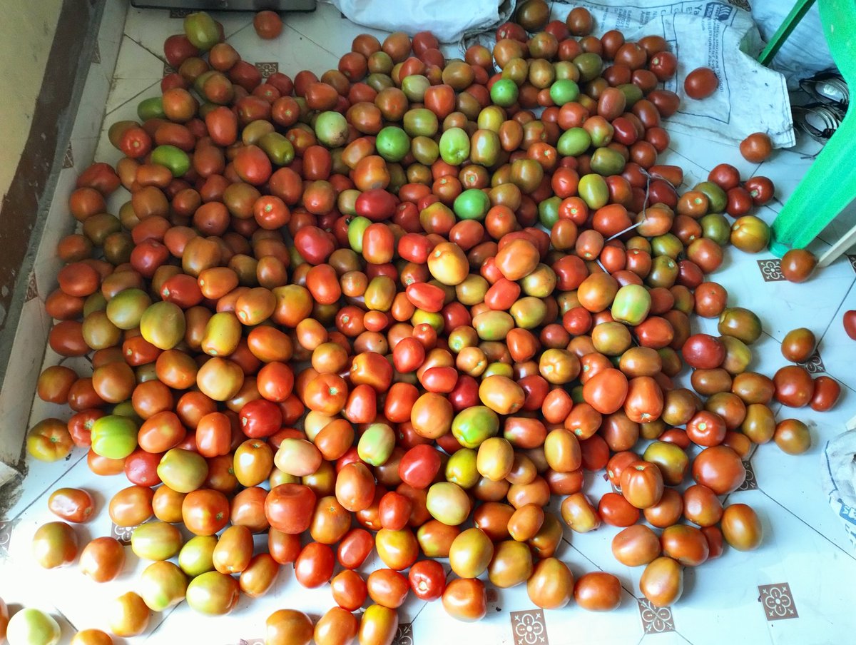FirstladyGlado's tweet photo. Thanks so much to everyone that supports our feeding program in Korogocho slums where we feed 500 kids daily. My deepest appreciation to my brother John Kibui for always blessing us with such nice tomatoes every time he harvests.

You too can join us 

Talk to us
+254713314522 https://t.co/ZSwIpIyGzo