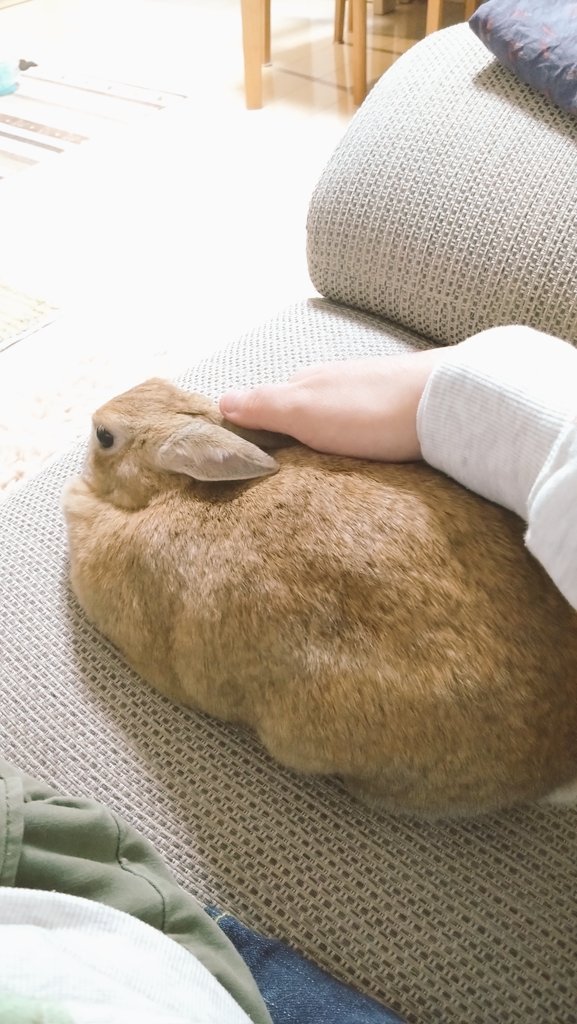 undundo's tweet photo. ソファに登ってきたと思ったら、隣でまったり撫でられモード🐰

#うさぎ #ネザーランドドワーフ #うさぎのいる生活 #なでなで https://t.co/XGAWCv8ZAC