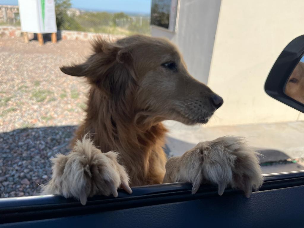 Adduci_Carlos's tweet photo. Hola!!! este perrito apareció hace varios días en mi barrio (La Magdalena Olivar) se está quedando en la garita del guardia pero no podemos cuidarlo nos. Alguien con necesidad d amor q lo quiera adoptar?? 🥺🥺🥺 me ayudan un montón compartiendo, chas gracias https://t.co/WmS3R0NJEZ
