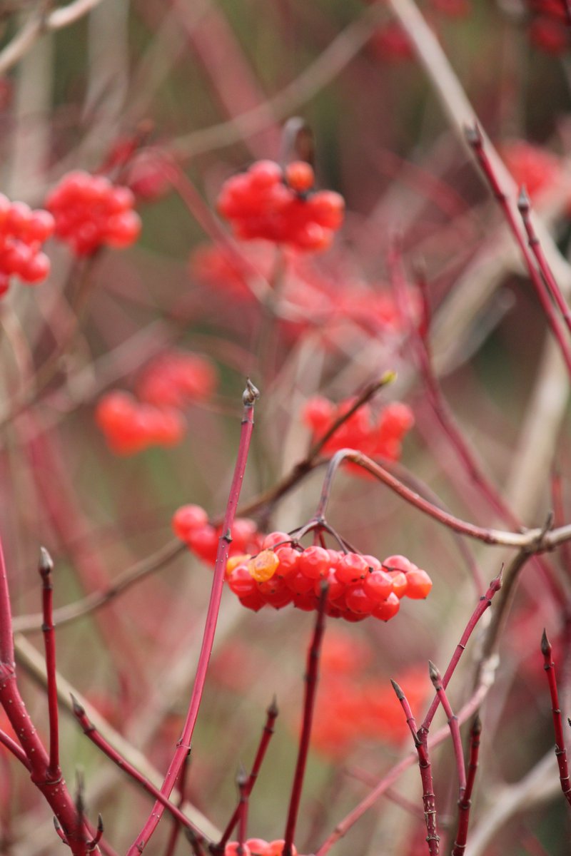 Some lovely photos taken by Callum (year 9) on today's photoshoot walk. focusing on the landscapes around the school and it's delicate details! Da Iawn! #photography #Talented #thefinedetails #photoshoot #NaturePhotography <a href="/MaestegSchool/">Maesteg School</a>