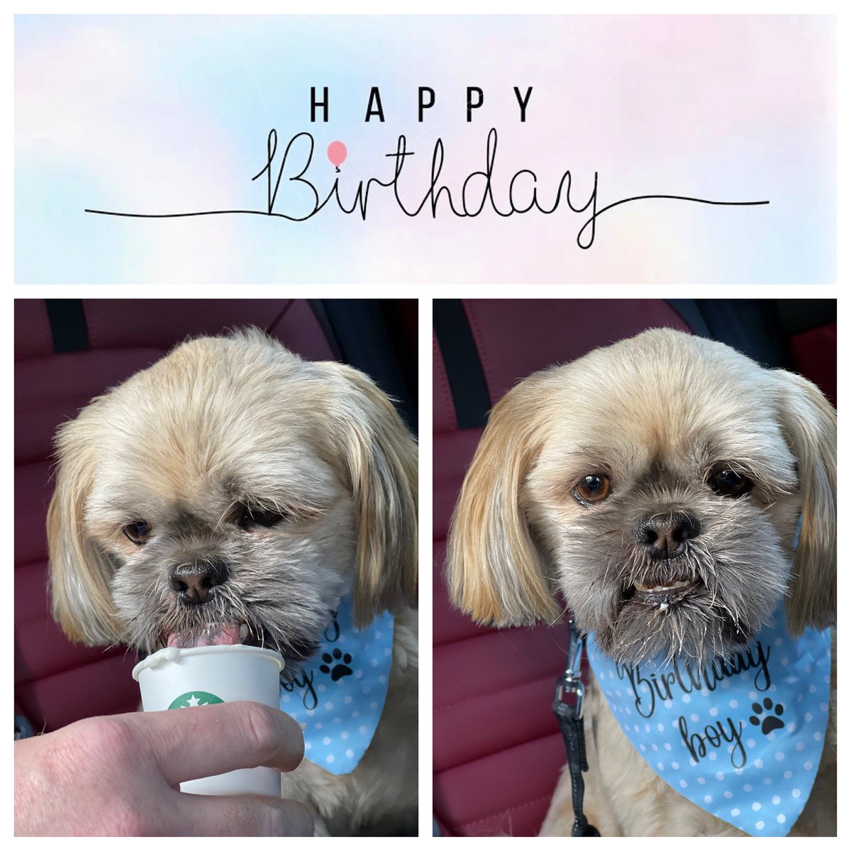 It’s this little fellas 6th birthday today. We’ve taken the boss out for a puppaccino. Happy Birthday Ted! #littletedssc #craft #sewing #creative #memorybear #handmadeuk #dogbandana #gifts #giftideas #cushion #homedecor #dog #craftfair #totebag #doorstop #birthday #puppaccino
