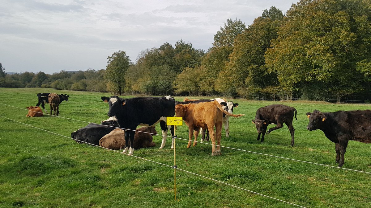 Hoy jornada de comunicación interna y aprendizaje con el resto personal de <a href="/IntiaSa/">INTIA</a>. Visitamos la finca de #Roncesvalles referente en #vacuno de leche en pastoreo #ecológico