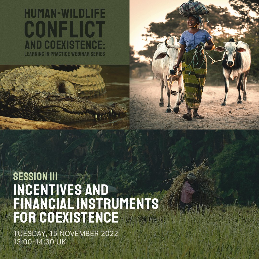 🔴Webinar series
Join the <a href="/FAO/">Food and Agriculture Organization</a> and <a href="/hwctf/">IUCN SSC Human-Wildlife Conflict & Coexistence SG</a> for a webinar on incentives and financial instruments for coexistence via a discussion of three case studies from Germany, Kenya and Bolivia. 🇩🇪🇰🇪🇧🇴
📅15 November 13.00 GMT
Register here: us06web.zoom.us/webinar/regist…