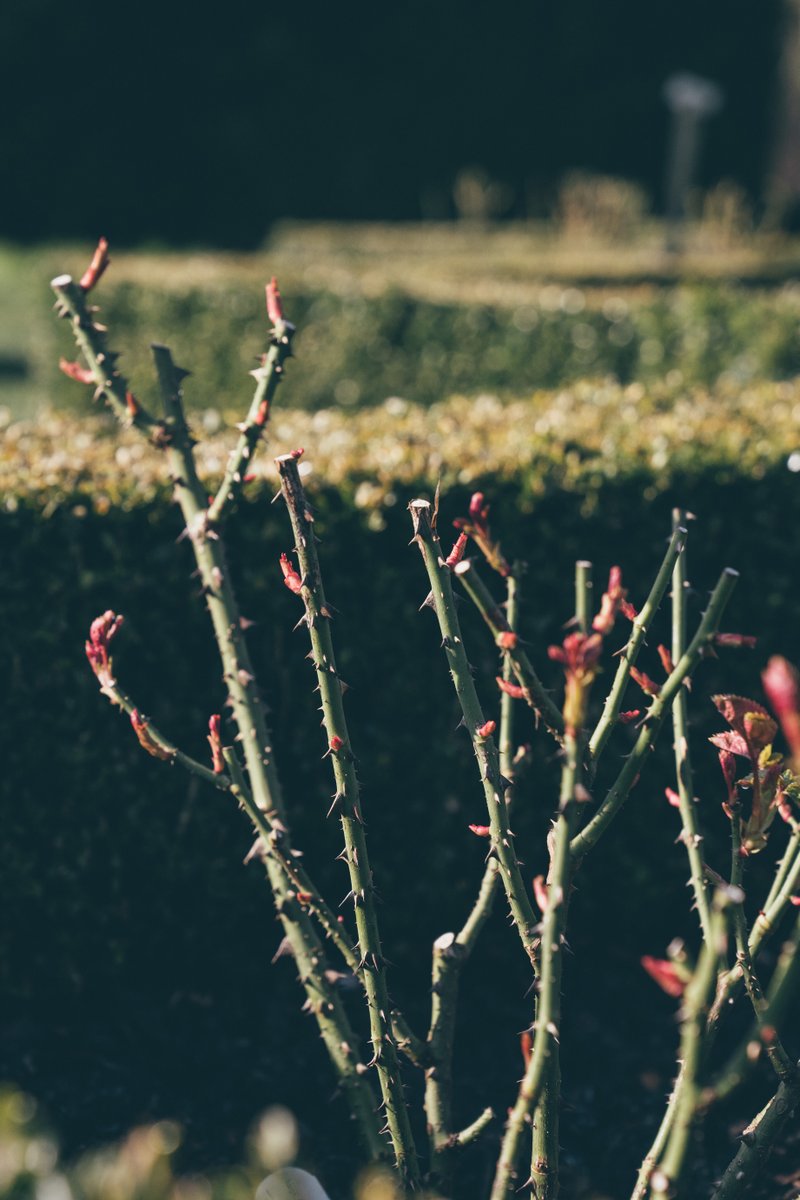 DAustinRoses's tweet photo. Would you like to learn first hand from one of our gardeners how to expertly prune your roses?
Bookings are now open for our pruning courses taking place throughout January and February 2023. 📣
For more details follow the link below. https://t.co/3Sb9GbSk9v
#rosepruning https://t.co/wdNaeyyqhl