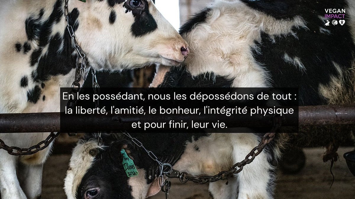 Le saviez-vous ?

En anglais, on parle de "cages de viol" (rape racks) pour désigner les cages utilisées pour inséminer les animaux contre leur gré. 

Faites le lien !
