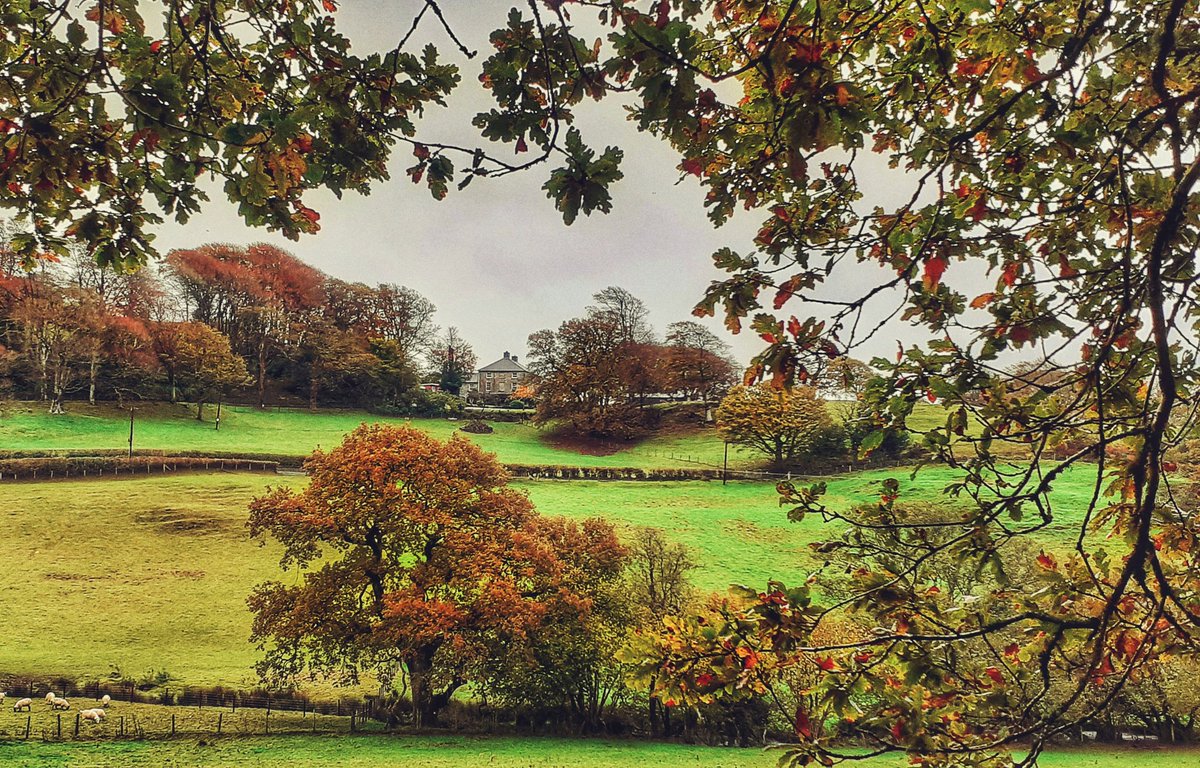 Earthy kinda morning at the homestead.