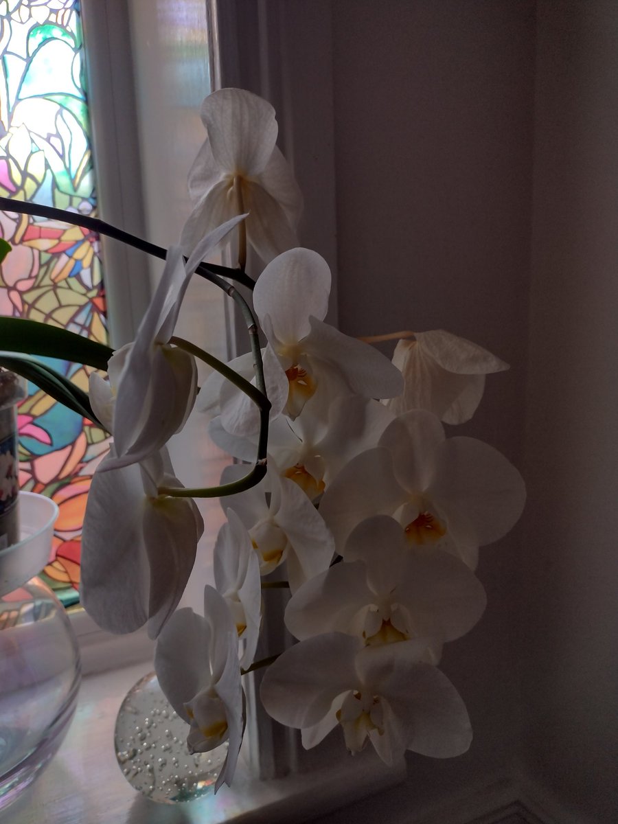 Half term has been unexpectedly stressful, worrying and very, very expensive. However, I have much to be thankful for. This beauty in my landing has been in bloom for at least four months - never fails to make me pause and admire.