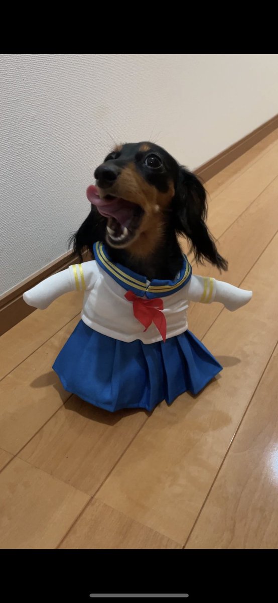 lollipop26tk's tweet photo. うちの子足短いの忘れてた https://t.co/d6vI47ZTlz