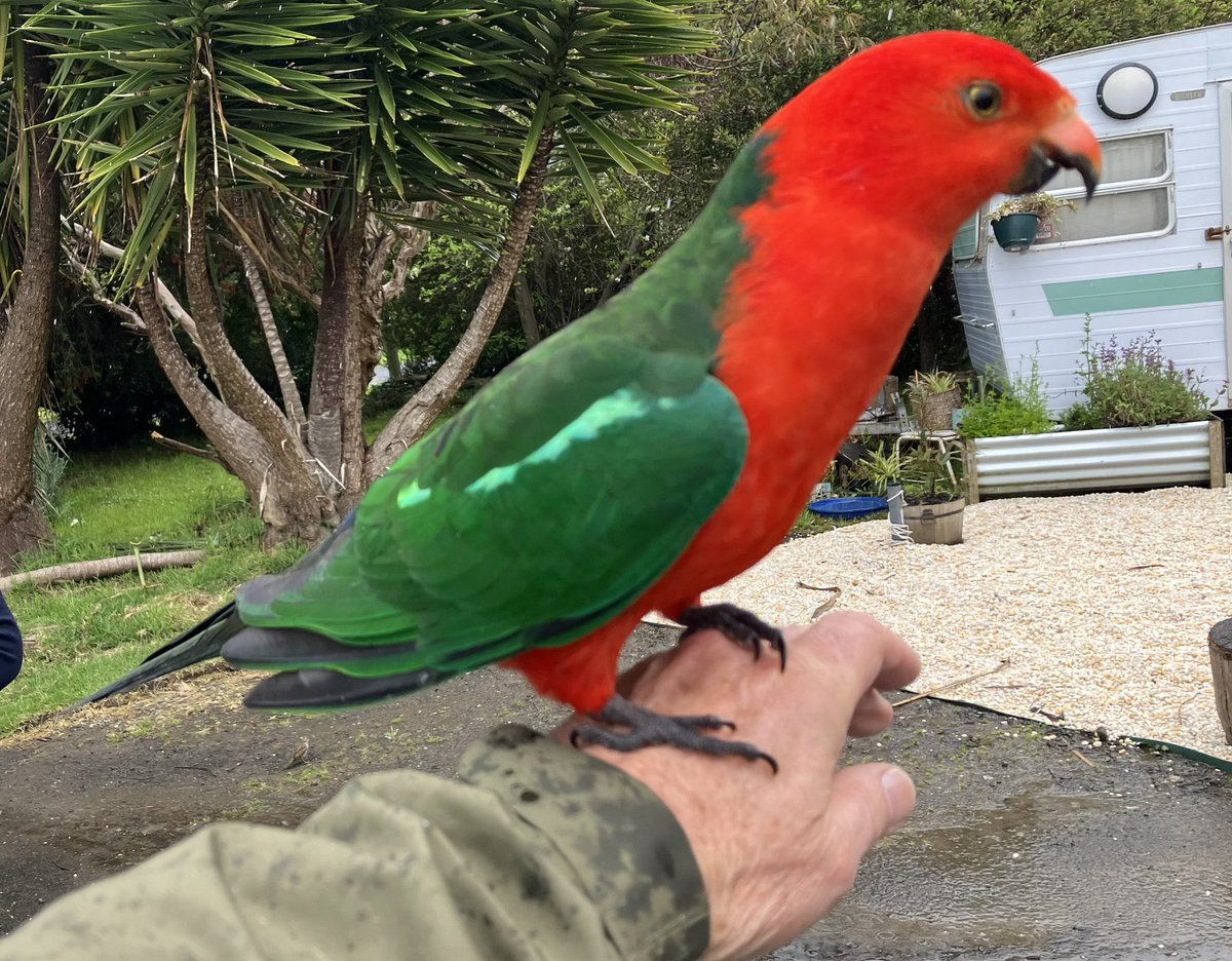 While in Australia I was hoping to see King Parrot. Never seen that species before. I wasn’t disappointed.