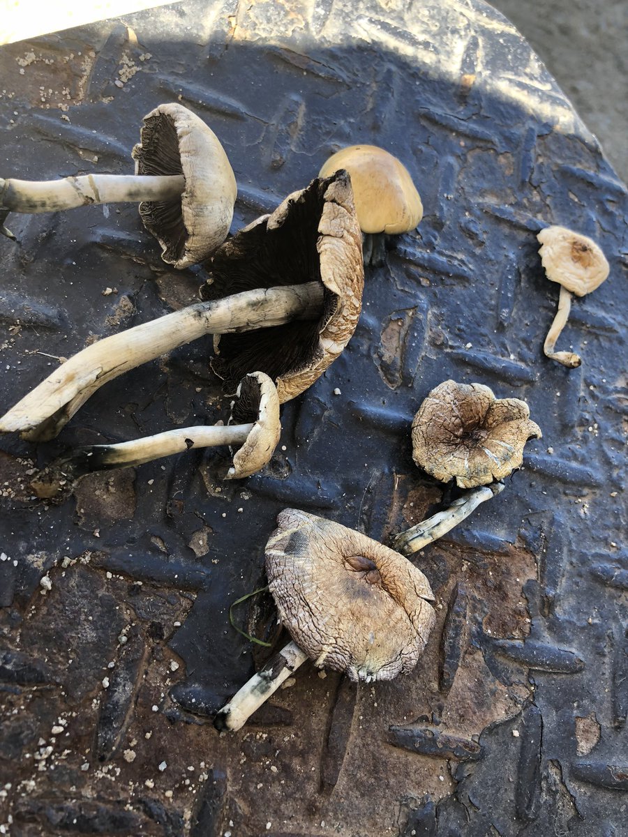 geminhighi's tweet photo. Calling all my 🍄 expert frens, 

Are these 🍄 safe to consume? https://t.co/7ajBykYuWi