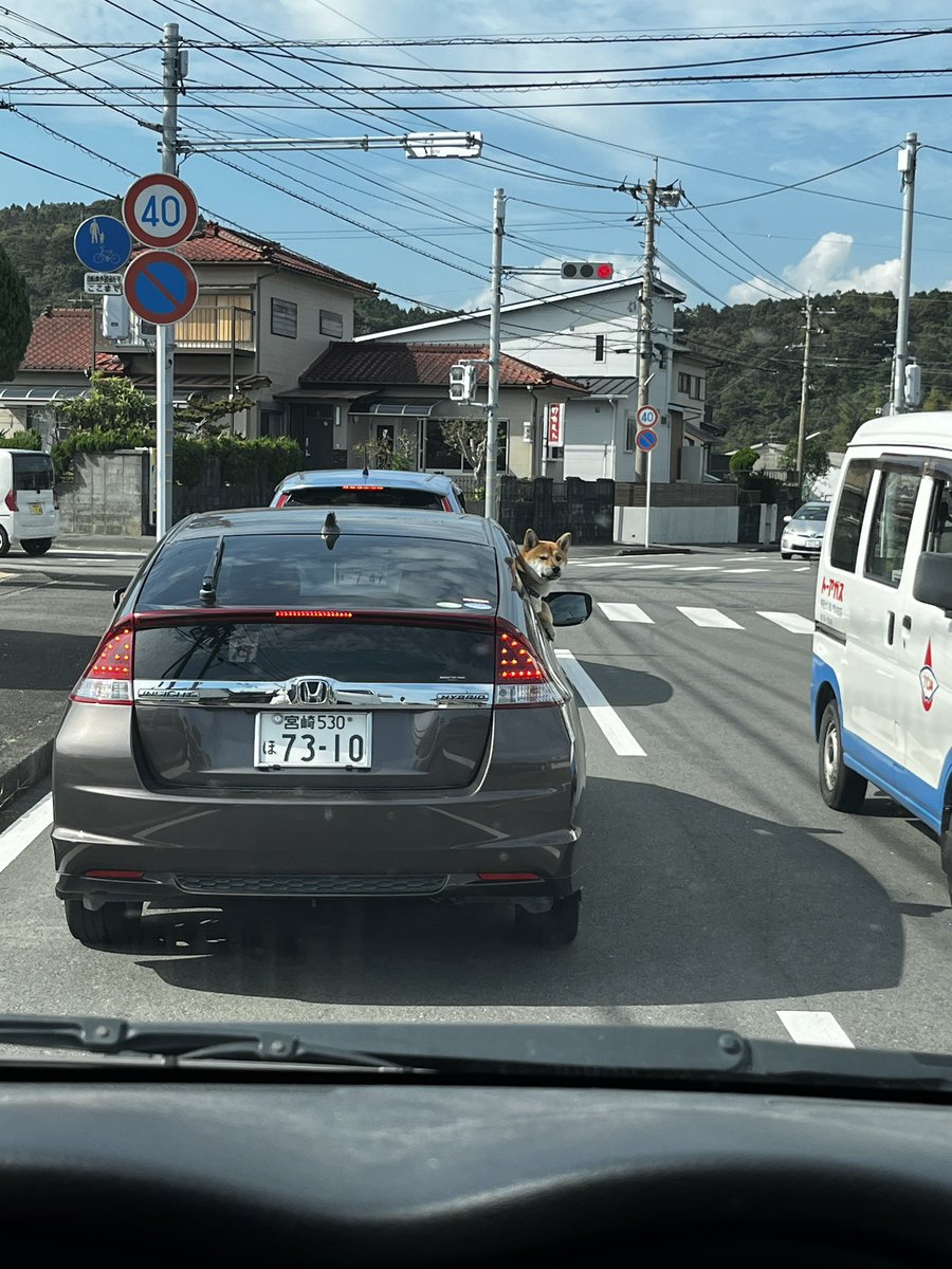 SpWb91's tweet photo. 犬の運転��� https://t.co/KeXeFFlXf7