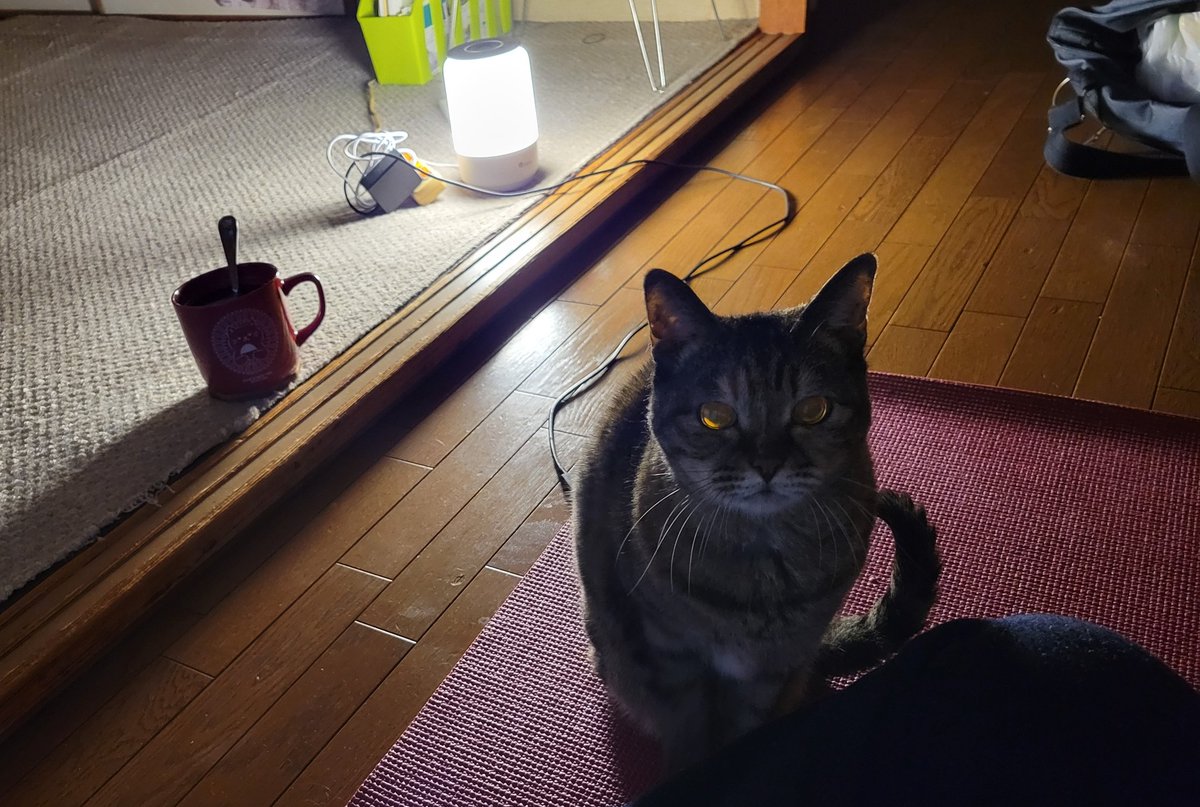 jfFn5X45W3x3xkw's tweet photo. あたち、猫のちょびん*´꒳`ฅ

ママンは夕方この時間にこのくらい暗いといつも電気をつけてくれてたのになんでかこの人はこれしかつけてくれないの。

なんだか落ち着かにゃいにゃん！！！

はち「節電だよ。ちょびん、諦めろ」

#猫のいる生活
#猫好きさんと繋がりたい https://t.co/zHV3hN0pmD