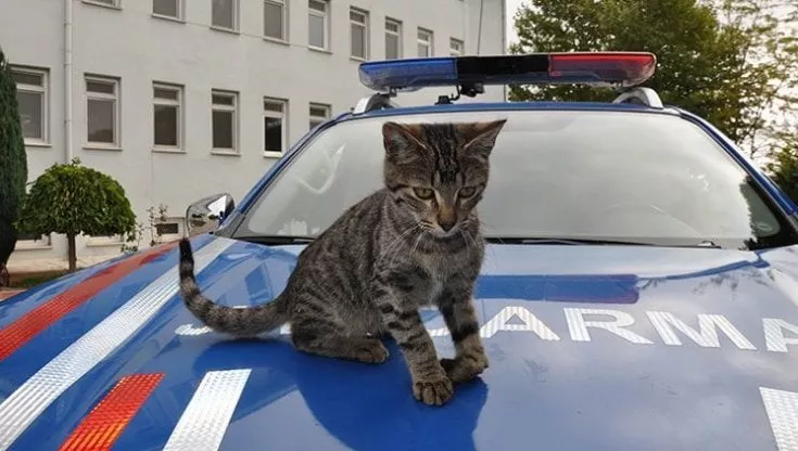 Si chiama Gümüs (“Argento”) ed è stato adottato dal comando di polizia di una cittadina in provincia di Amasya, in Turchia. Gli agenti lo avevano trovato in strada ferito e avevano pagato per farlo operare. Ora è un "gatto poliziotto" e vorrebbe guidare la "volante". #PoliceCats