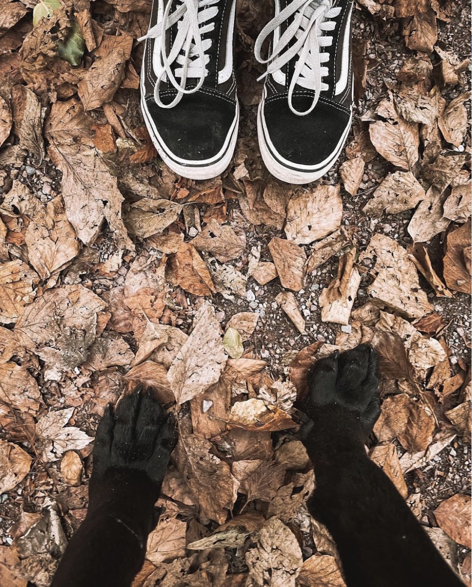 Crisp leaves under paw and under foot this Autumn with the Old Skools. Find yours at vans.eu/classics 📸: happii.mary (IG)