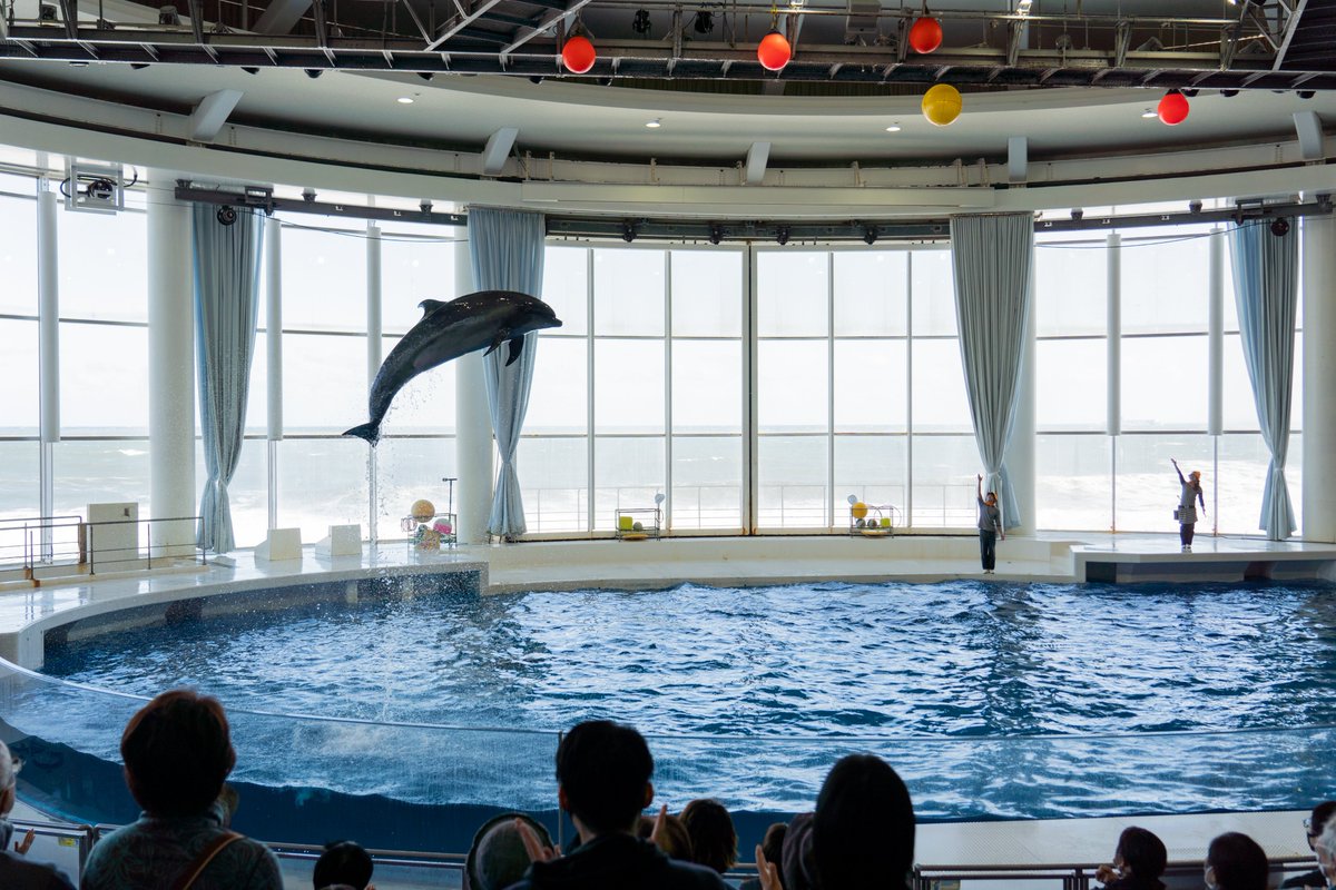 rolleilei's tweet photo. イルカのジャンプすごかった

#アクアワールド #大洗水族館 #イルカショー https://t.co/Dn90iVoUUH