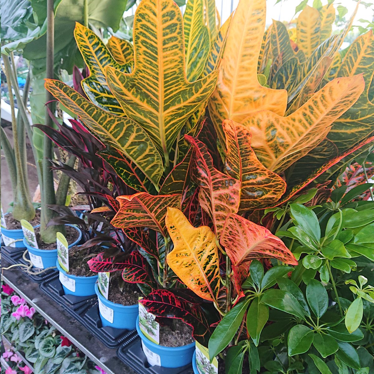 First peat free house plants for delivery to customer today