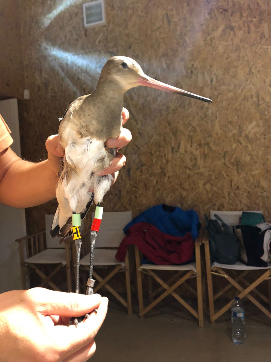 José A. Alves tweet media