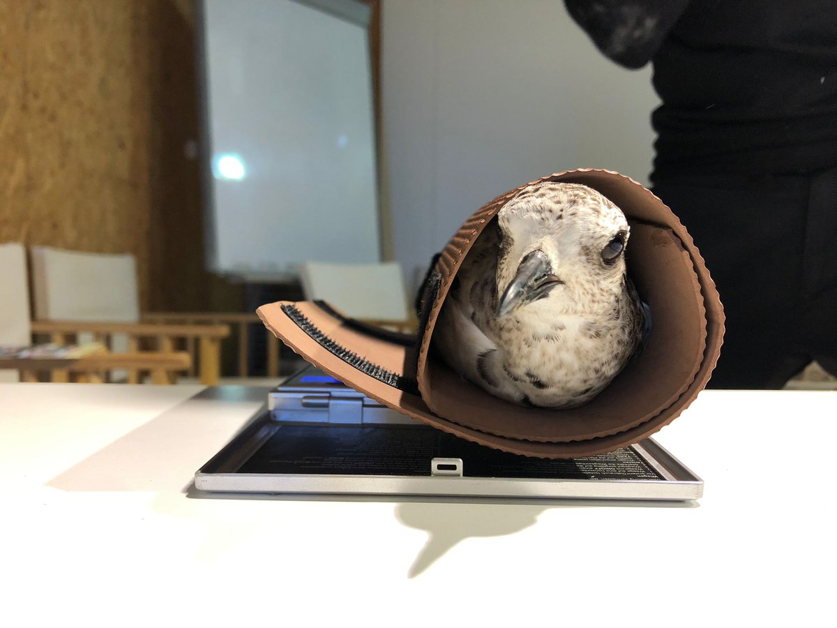 José A. Alves tweet media